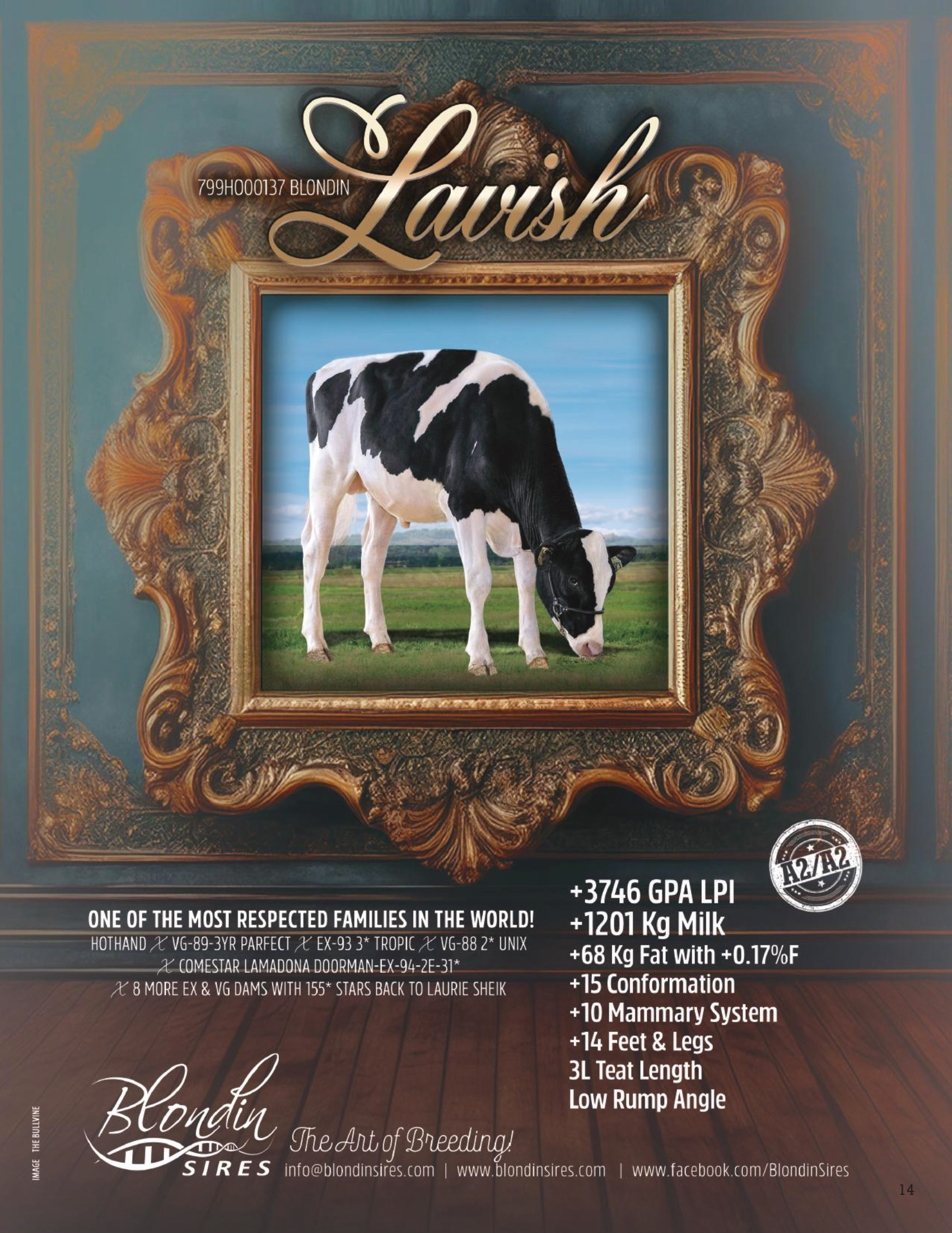 LAVISH — 799HO00137